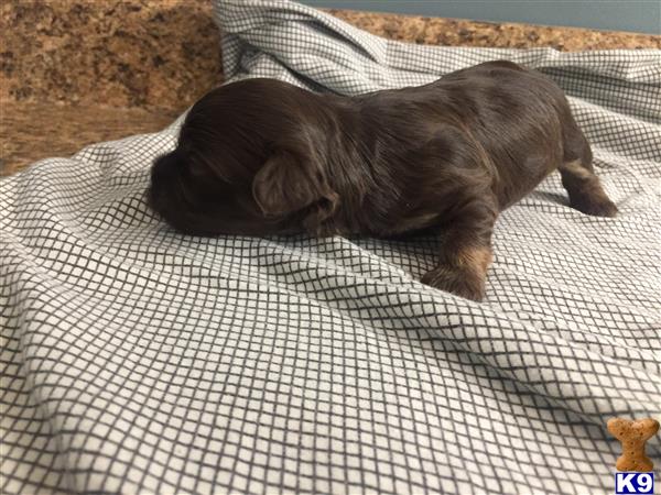 DixieMaeHavanese Picture 2